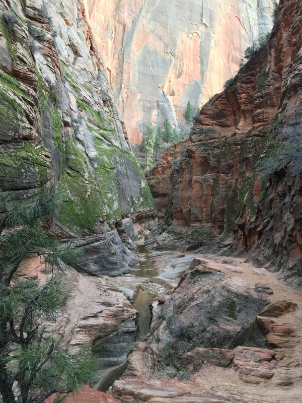 Observation point hike at Zion National Park.